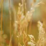 Vol.59　カクテルパーティー効果