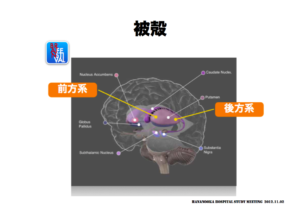 被殻の見方　脳