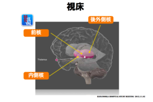 視床　脳画像の見方