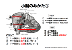 小脳の見方　脳画像の見方　