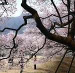 Vol.228　リハビリテーション分野における連携とは②