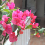 Vol.267　2014年の誓い