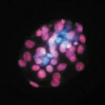 Vol.47　再生医療