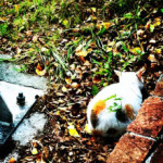 Vol.28　猫になりたい