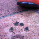 Vol.197　SIGNALとフットサル