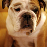 Vol.120　モダンタイムス